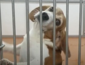 Un câine a fost salvat după ce opt ani a fost ținut captiv într-o cușcă. Imaginile cu animalul care se bucură de libertate sunt virale